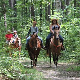 animal lover activities