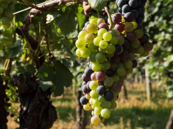 Wineries
